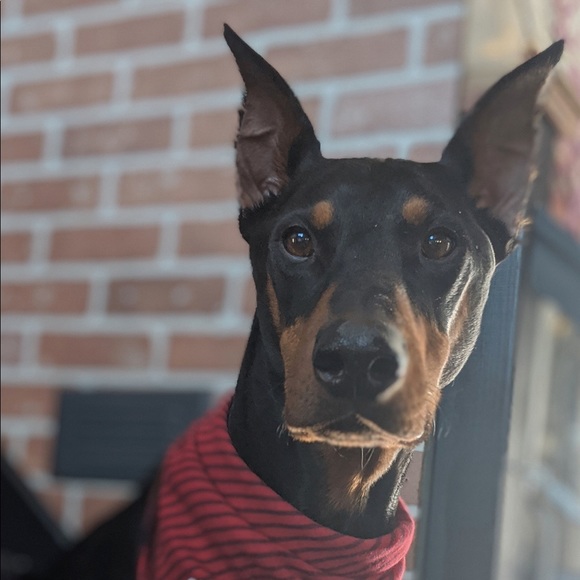 Meet your Posher, Allison - Picture 1 of 1